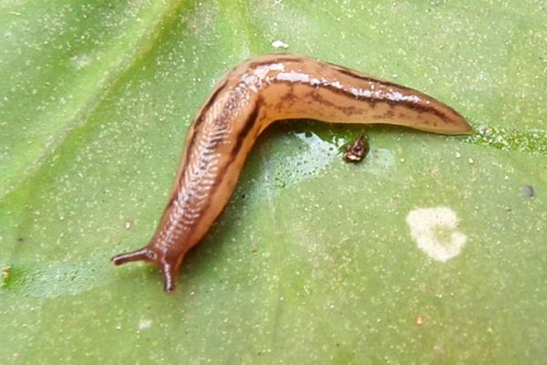 Especies invasoras halladas en Buenos Aires: 'Ambigolimax valentianus' Especies invasoras halladas en Buenos Aires: 'Ambigolimax valentianus' - Sputnik Mundo