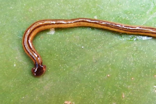 Especies invasoras halladas en Buenos Aires: 'Bipalium kewense' Especies invasoras halladas en Buenos Aires: 'Bipalium kewense' - Sputnik Mundo
