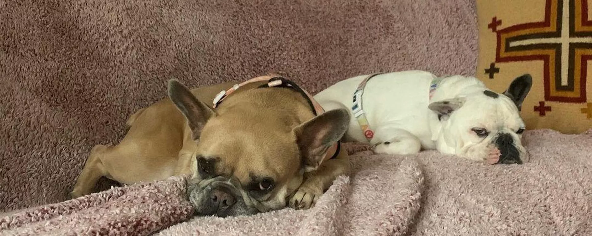 Los perros de la actriz estadounidense Lady Gaga Los perros de la actriz estadounidense Lady Gaga - Sputnik Mundo, 1920, 25.02.2022