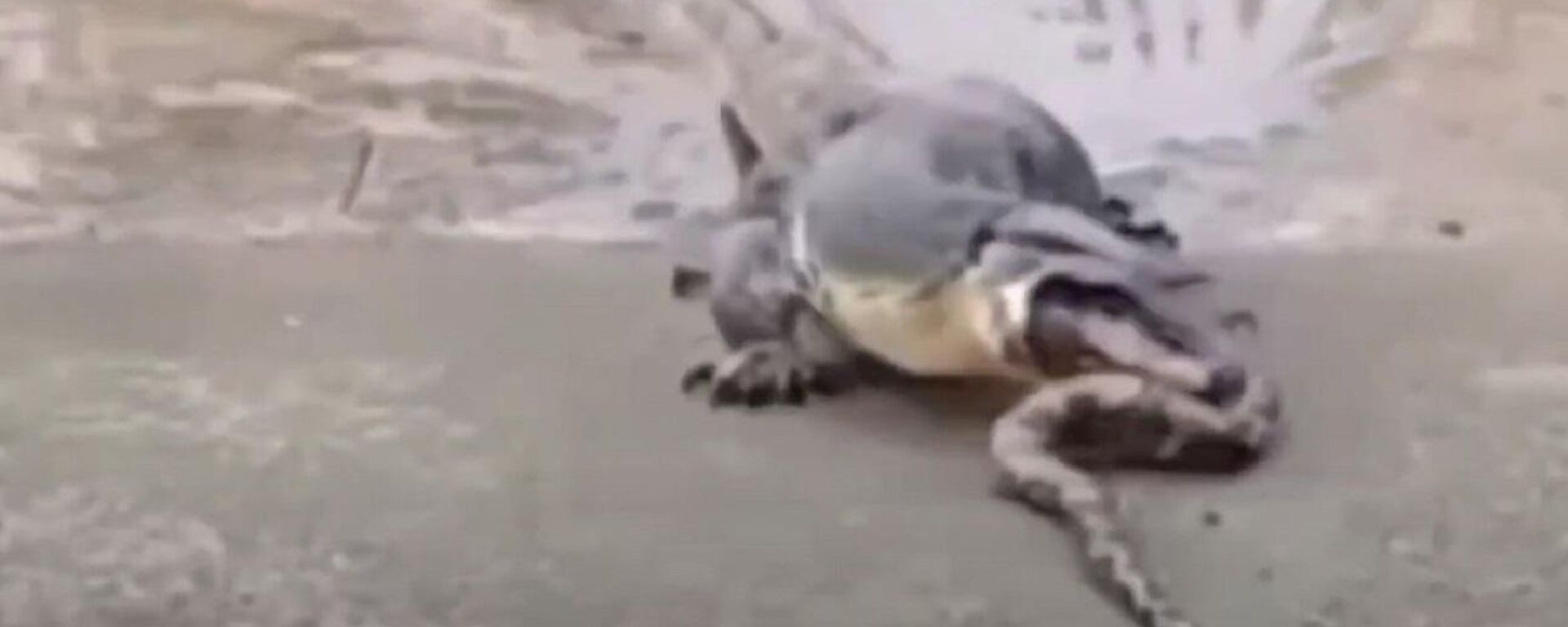 Un varano regurgita a una pitón  - Sputnik Mundo, 1920, 01.03.2021