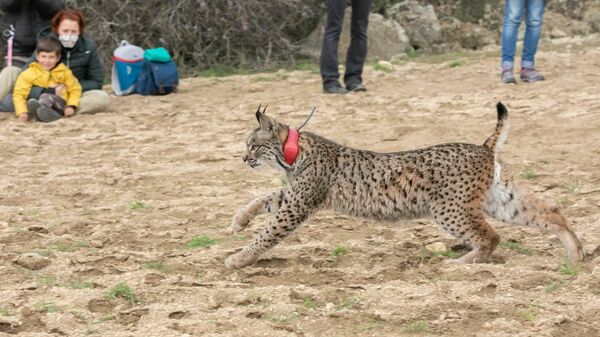 Liberación de los linces en el Refugio de fauna El Borril - Sputnik Mundo