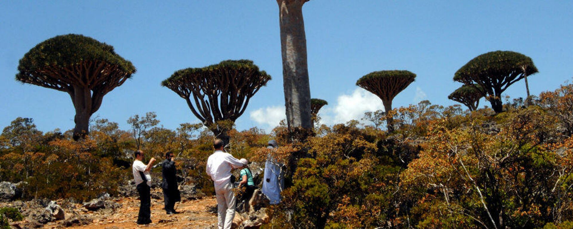 Los bosques de 'Dracaena cinnabari', o árboles de sangre de dragón, cubren las islas Socotra, en Yemen - Sputnik Mundo, 1920, 03.03.2021