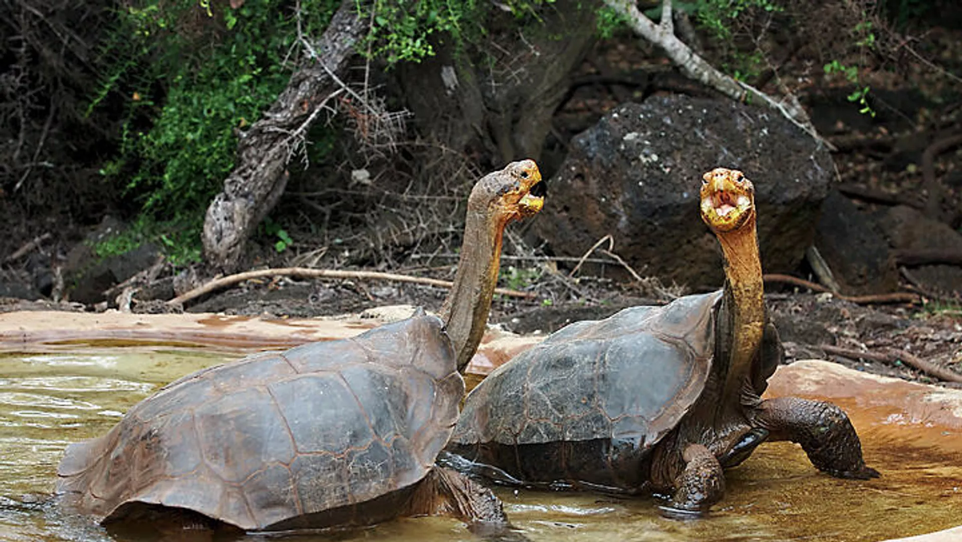 Tortugas de la especie Chelonoidis hoodensis - Sputnik Mundo, 1920, 05.05.2022