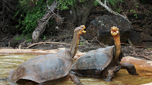 Tortugas de la especie Chelonoidis hoodensis - Sputnik Mundo
