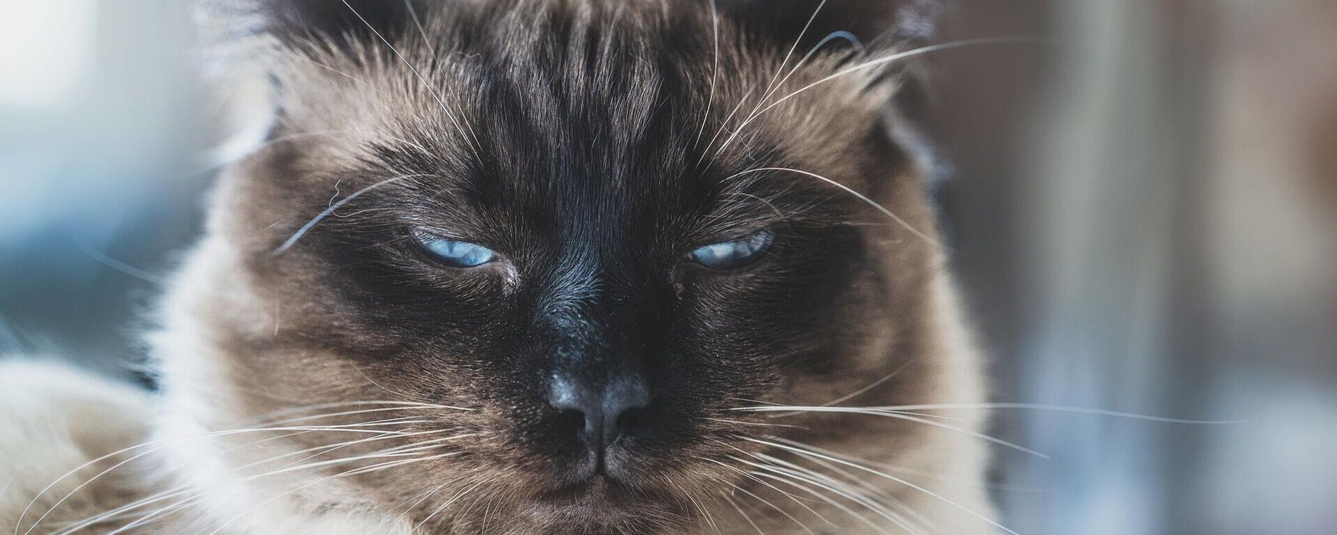 Un gato descontento Un gato descontento - Sputnik Mundo, 1920, 04.03.2021