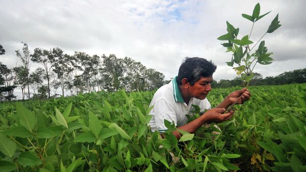 Cultivo de soja en Santa Cruz, Bolivia - Sputnik Mundo