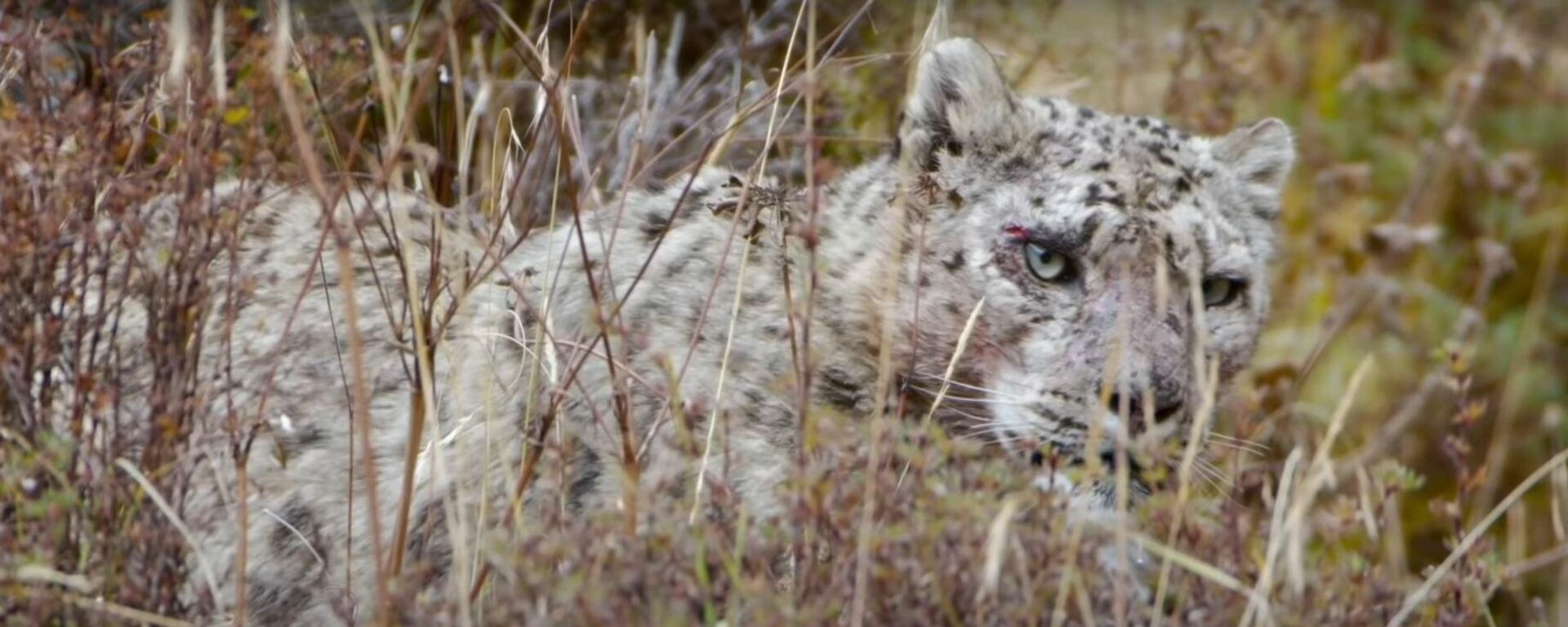 El feroz combate entre un leopardo de las nieves y varios yaks - Sputnik Mundo, 1920, 06.03.2021