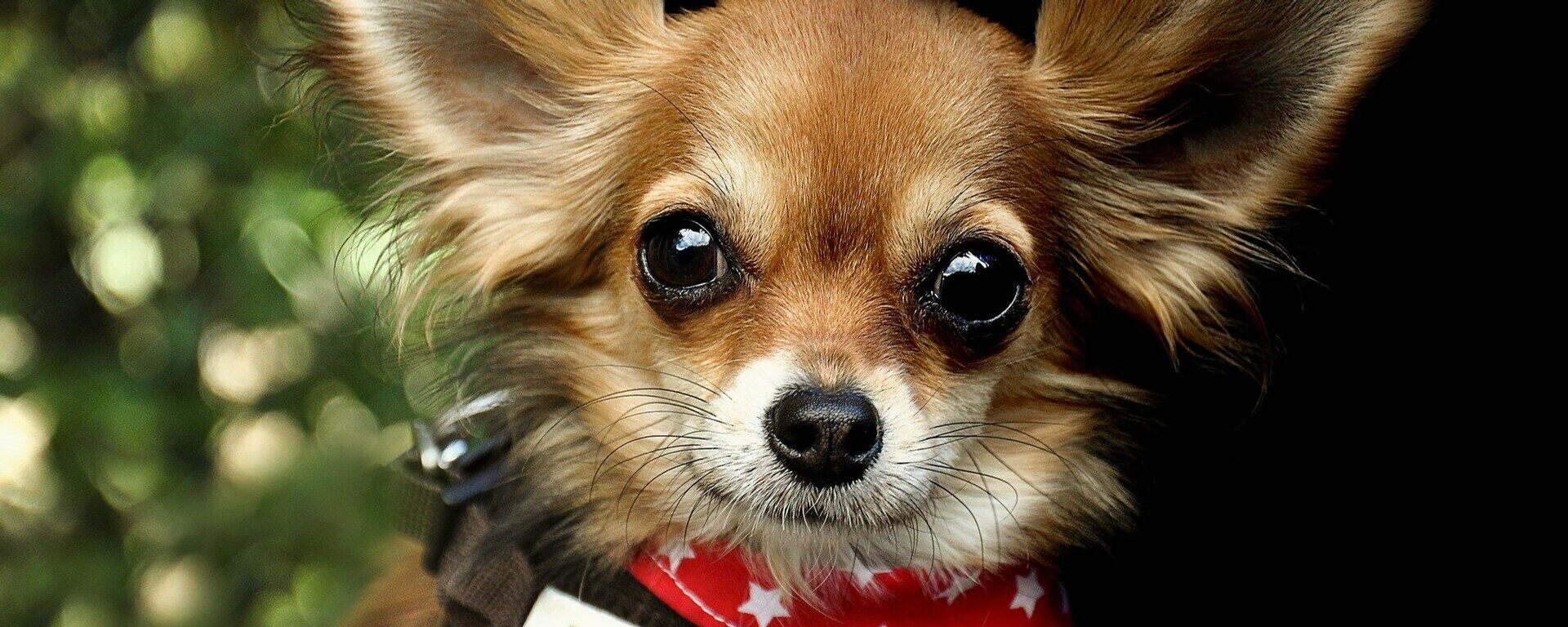 Un perro chihuahua Un perro chihuahua - Sputnik Mundo, 1920, 06.03.2021