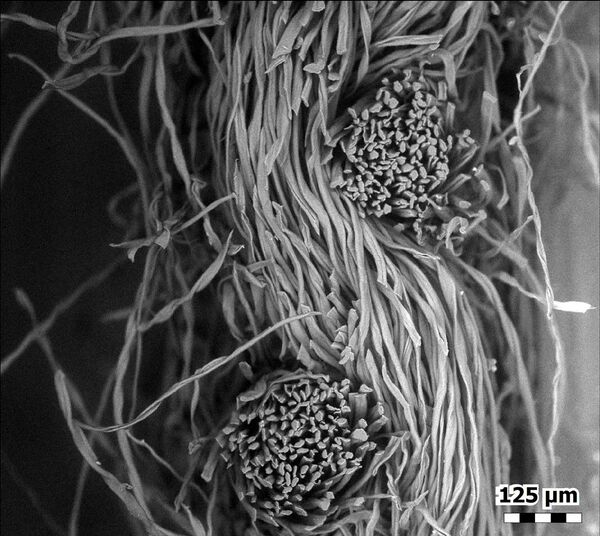 Existe una opinión popular según la cual la mascarilla protectora es una herramienta poco fiable e incapaz de salvar a una persona del COVID-19. En la foto: un corte transversal de una mascarilla de algodón bajo el microscopio. - Sputnik Mundo