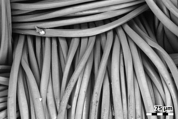 Fibras de una máscara de poliéster bajo el microscopio. - Sputnik Mundo