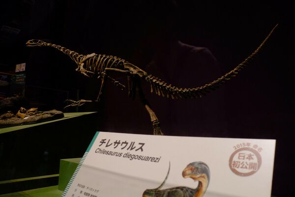 Fósiles del 'Chilesaurus diegosuarezi' - Sputnik Mundo