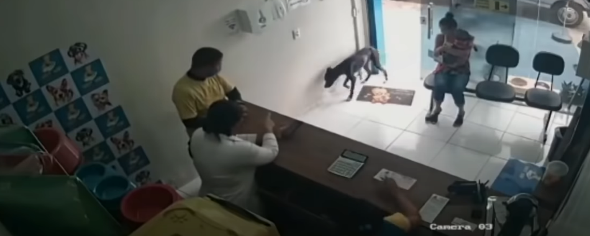 Un perro acude por sí solo a una clínica veterinaria para pedir ayuda Un perro acude por sí solo a una clínica veterinaria para pedir ayuda - Sputnik Mundo, 1920, 11.03.2021