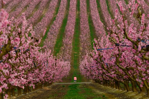 Un niño pasea entre los árboles en flor en un melocotonar situado en Aitona, España. - Sputnik Mundo