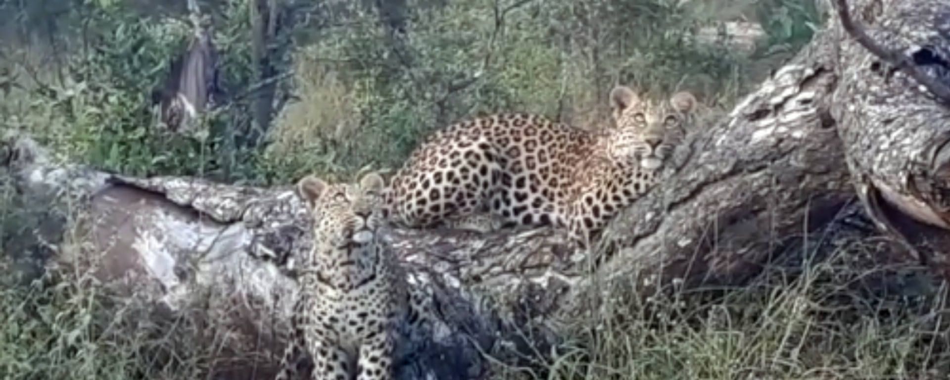 Un cachorro de leopardo intenta capturar a dos ardillas en un árbol - Sputnik Mundo, 1920, 13.03.2021