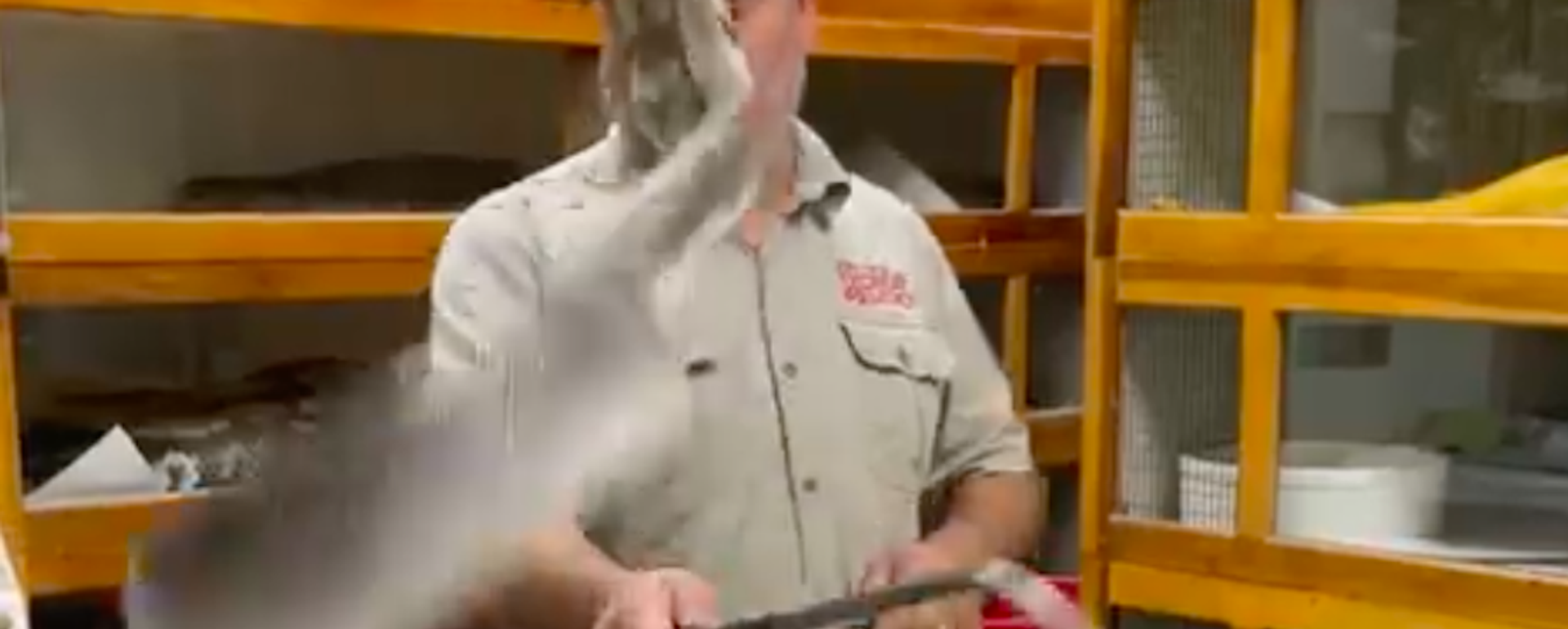 Una enorme serpiente ataca a un hombre durante una transmisión en vivo - Sputnik Mundo, 1920, 15.03.2021