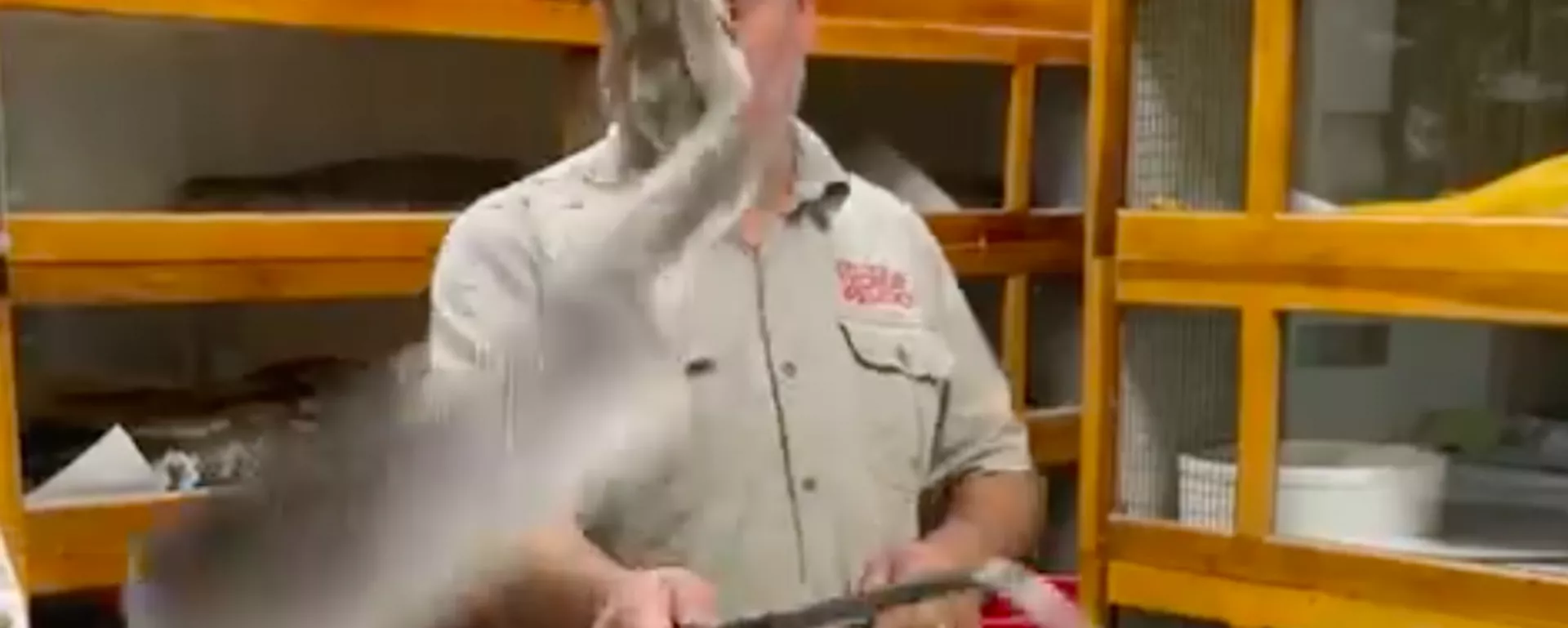 Una enorme serpiente ataca a un hombre durante una transmisión en vivo Una enorme serpiente ataca a un hombre durante una transmisión en vivo - Sputnik Mundo, 1920, 15.03.2021