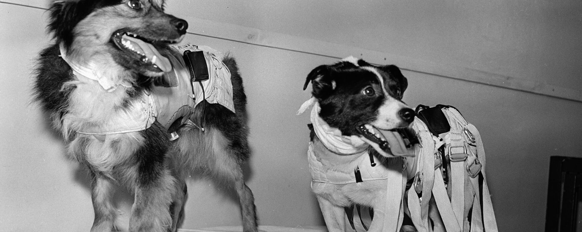 Perros cosmonautas Ugoliok y Veterok Perros cosmonautas Ugoliok y Veterok - Sputnik Mundo, 1920, 16.03.2021