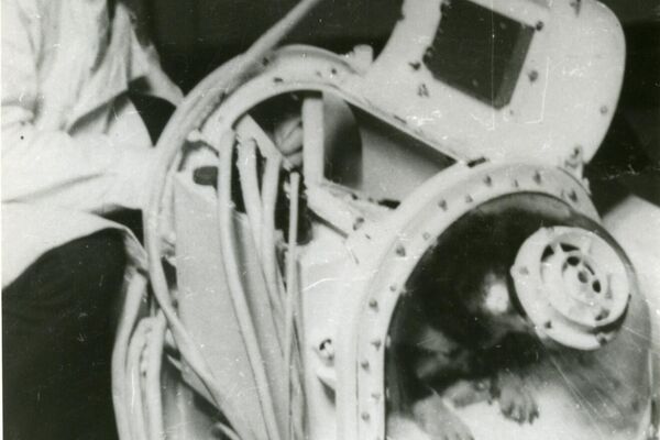 Preparaciones para el vuelo de dos perros, Veterok y Ugoliok, al espacio en 1966 - Sputnik Mundo