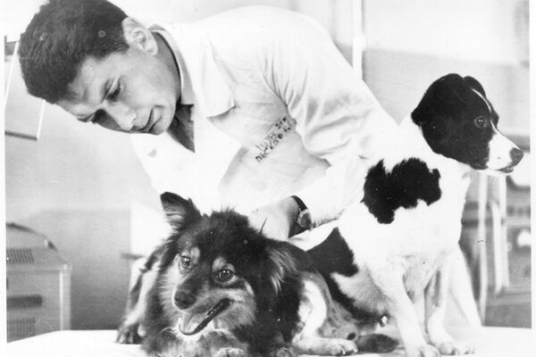 Preparaciones para el vuelo de dos perros, Veterok y Ugoliok, al espacio en 1966 - Sputnik Mundo
