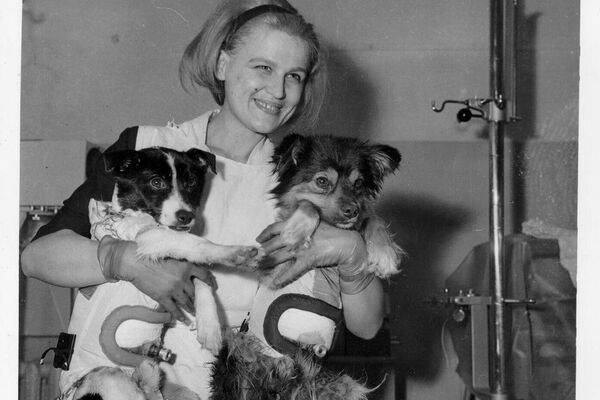 Preparaciones para el vuelo de dos perros, Veterok y Ugoliok, al espacio en 1966 - Sputnik Mundo