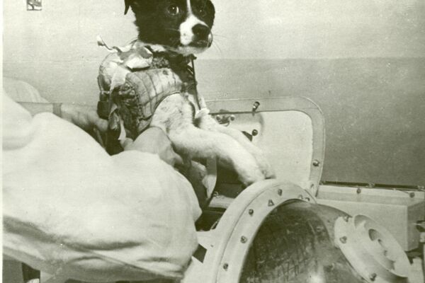 Preparaciones para el vuelo de dos perros, Veterok y Ugoliok, al espacio en 1966 - Sputnik Mundo