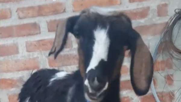 La cabra Vilma - Sputnik Mundo