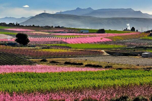 Floración en Cieza (Murcia) - Sputnik Mundo