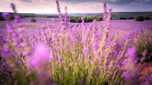 Lavanda de Brihuega (Guadalajara) - Sputnik Mundo