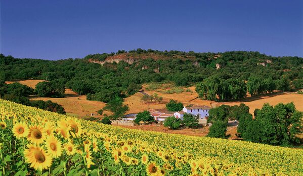 Campo de girasoles en Ronda (Málaga) - Sputnik Mundo