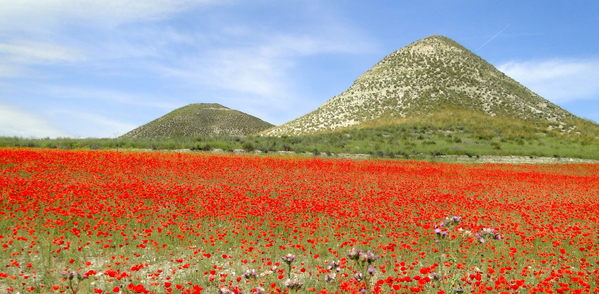 Amapolas en Villaseca de la Sagra (Toledo) - Sputnik Mundo