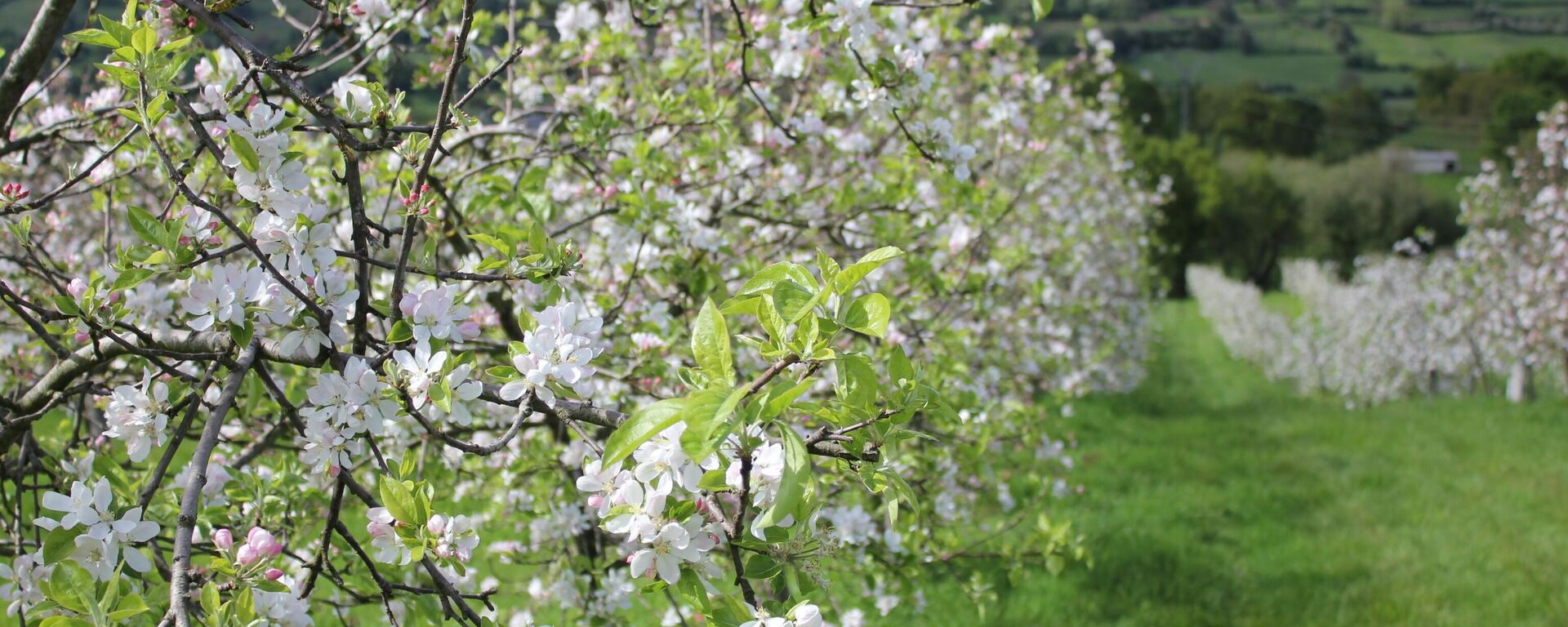 Manzanos en flor en Asturias - Sputnik Mundo, 1920, 20.03.2021