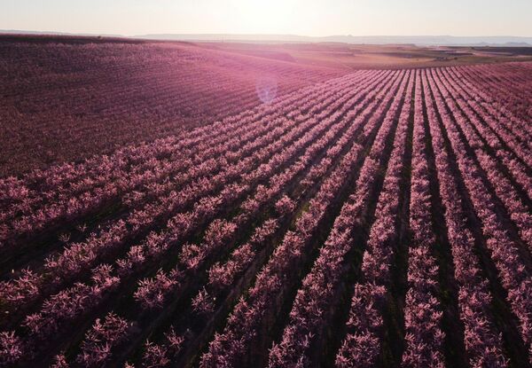 Una foto de melocotoneros en flor tomada con un dron en el municipio de Aitona en Cataluña, España. - Sputnik Mundo