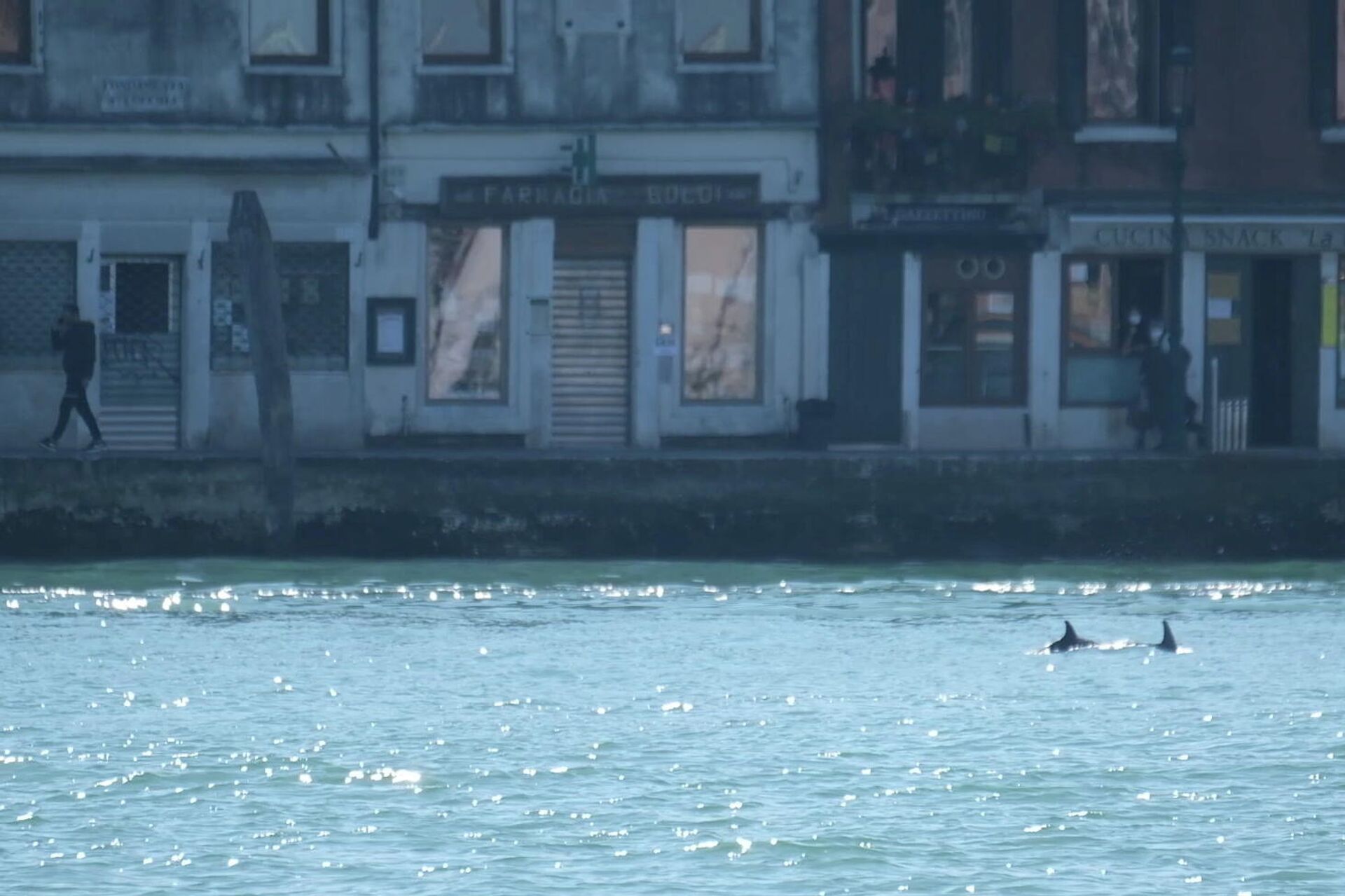 Unos delfines nadan en el canal de Giudecca, cerca de la Plaza de San Marcos, en Venecia (Italia) - Sputnik Mundo, 1920, 25.03.2021