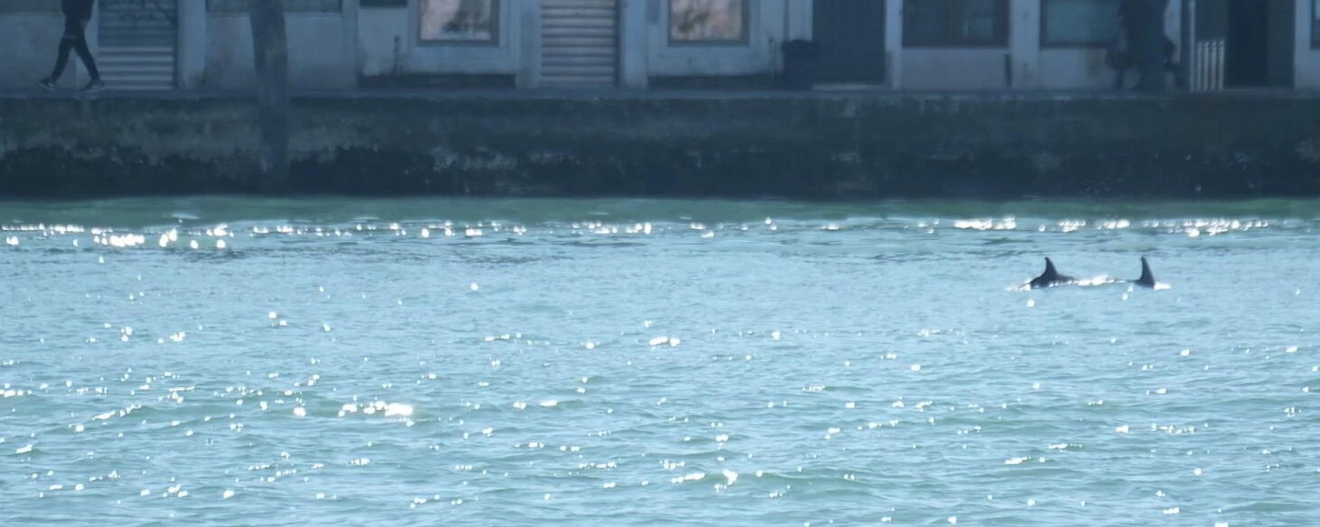 Unos delfines nadan en el canal de Giudecca, cerca de la Plaza de San Marcos, en Venecia (Italia) Unos delfines nadan en el canal de Giudecca, cerca de la Plaza de San Marcos, en Venecia (Italia) - Sputnik Mundo, 1920, 25.03.2021