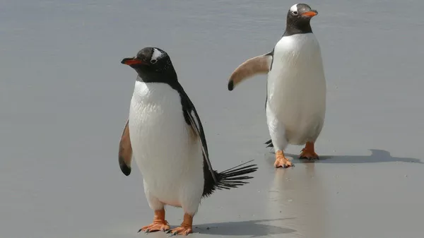 Dos pingüinos (imagen referencial) - Sputnik Mundo