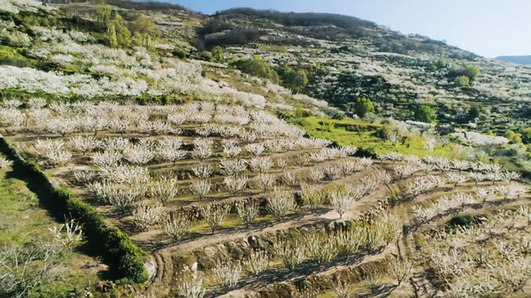 Valle del Jerte a vista de dron - Sputnik Mundo