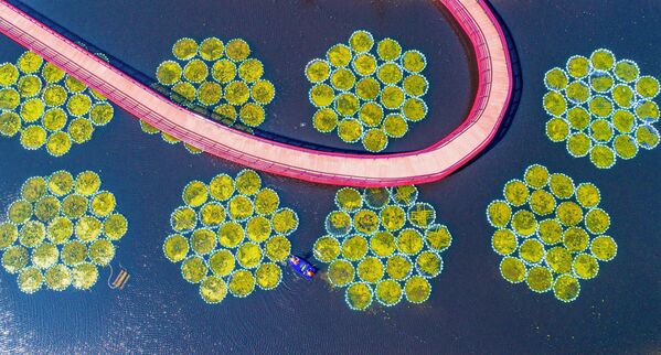 Los empleados de un parque en la ciudad china de Haian cuidan de las plantas. - Sputnik Mundo