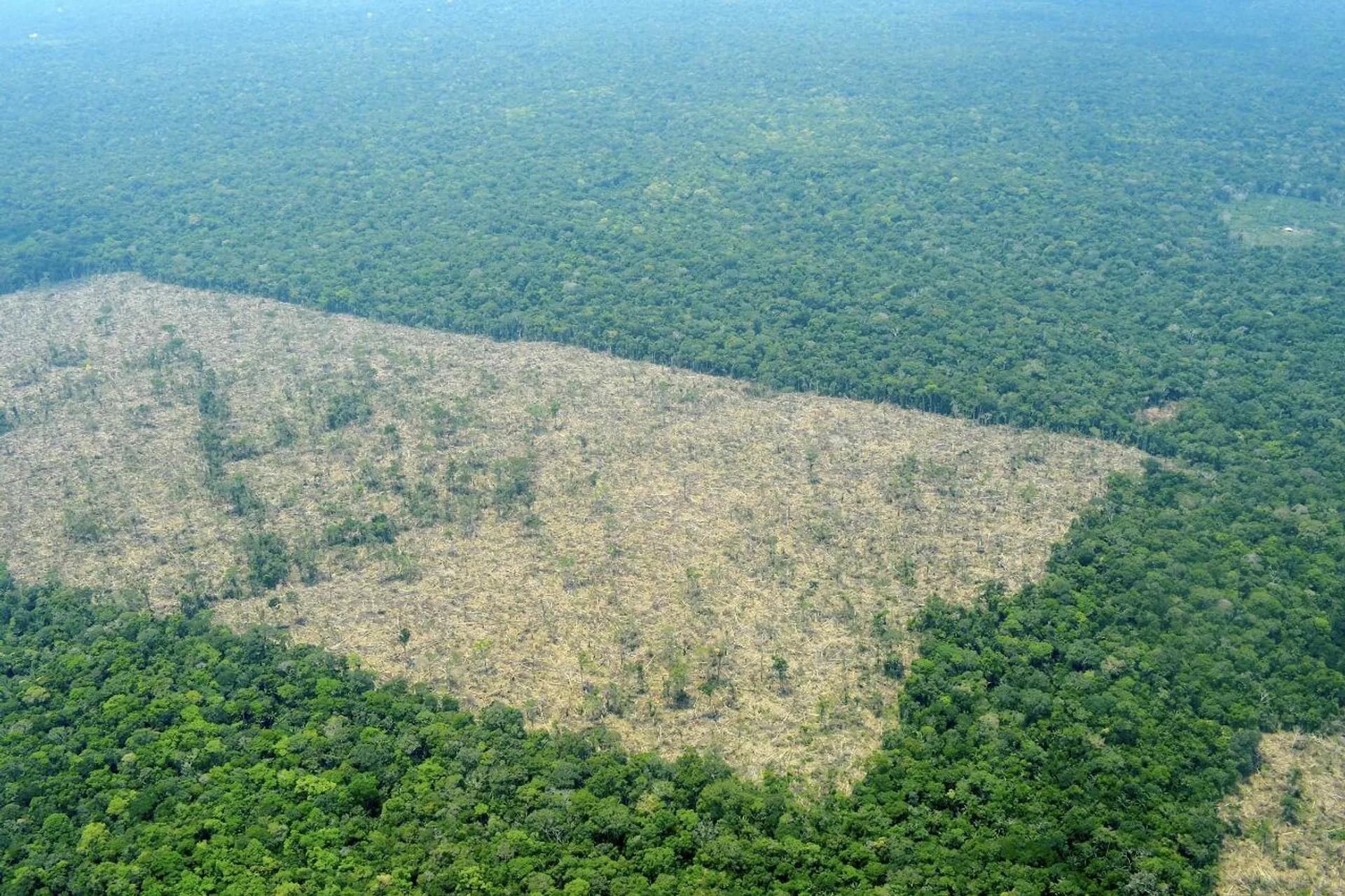 Deforestación en Colombia Deforestación en Colombia - Sputnik Mundo, 1920, 26.03.2021