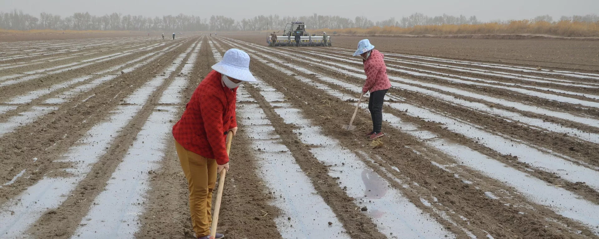 Un cultivo de algodón en Xinjiang Un cultivo de algodón en Xinjiang - Sputnik Mundo, 1920, 29.03.2021