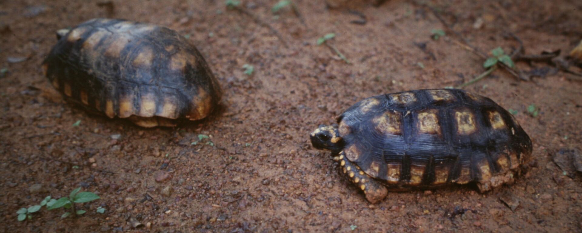 La tortuga terrestre de patas amarillas, motelo - Sputnik Mundo, 1920, 30.03.2021