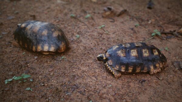 La tortuga terrestre de patas amarillas, motelo - Sputnik Mundo