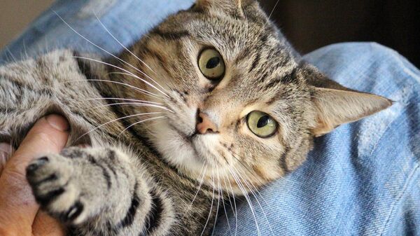 Un gato - Sputnik Mundo