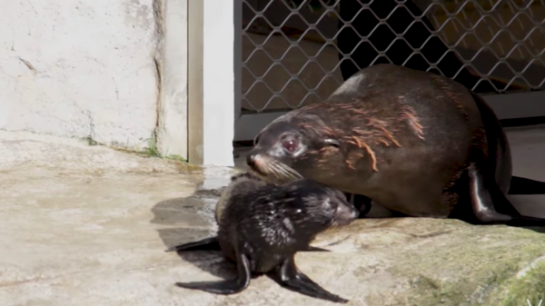 Birubi, lobo marino neozelandés del zoológico Taronga, en Sídney (Australia) - Sputnik Mundo