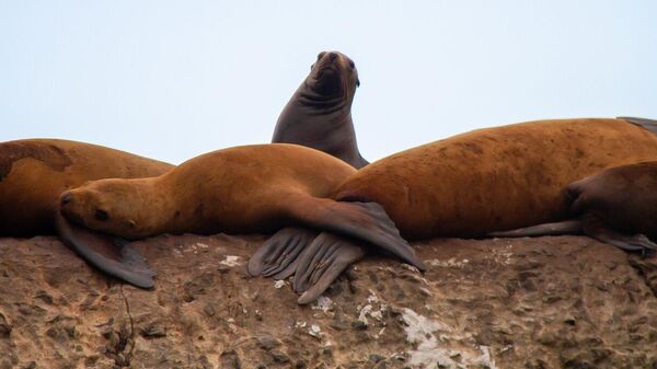 Un león marino de Steller  - Sputnik Mundo