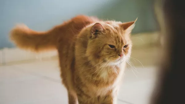Un gato - Sputnik Mundo