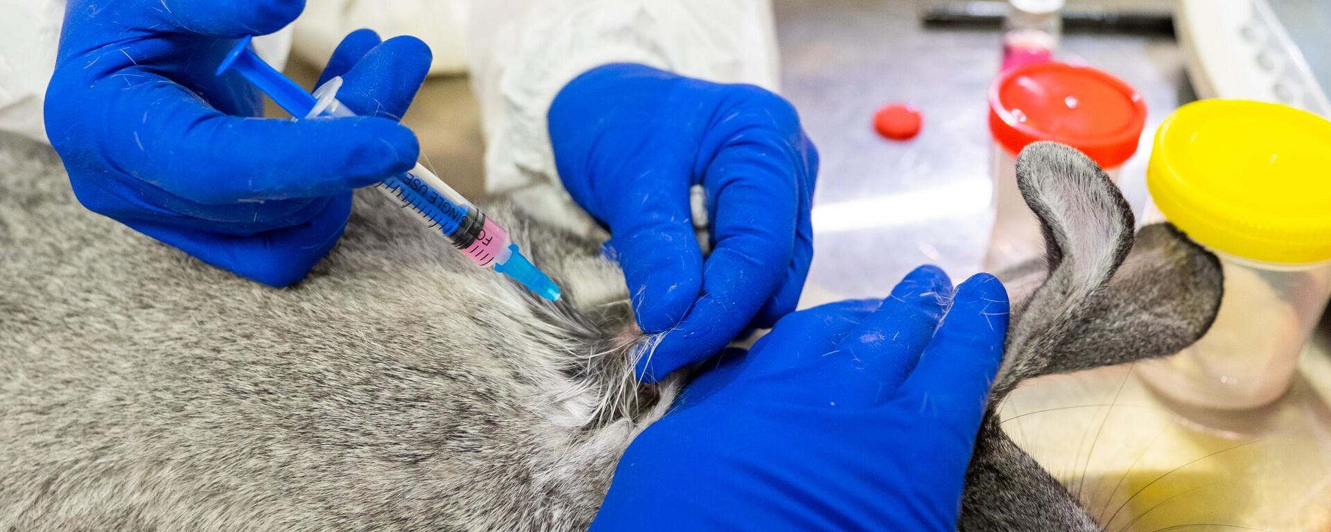 Vacuna rusa contra COVID-19 para animales Carnivac-Cov - Sputnik Mundo, 1920, 24.09.2021