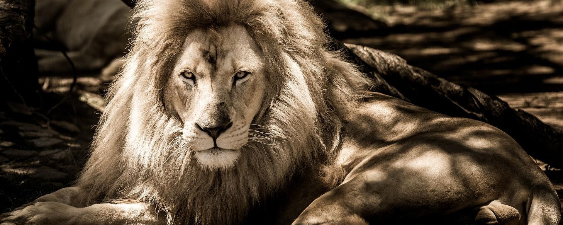 Un león - Sputnik Mundo, 1920, 01.04.2021