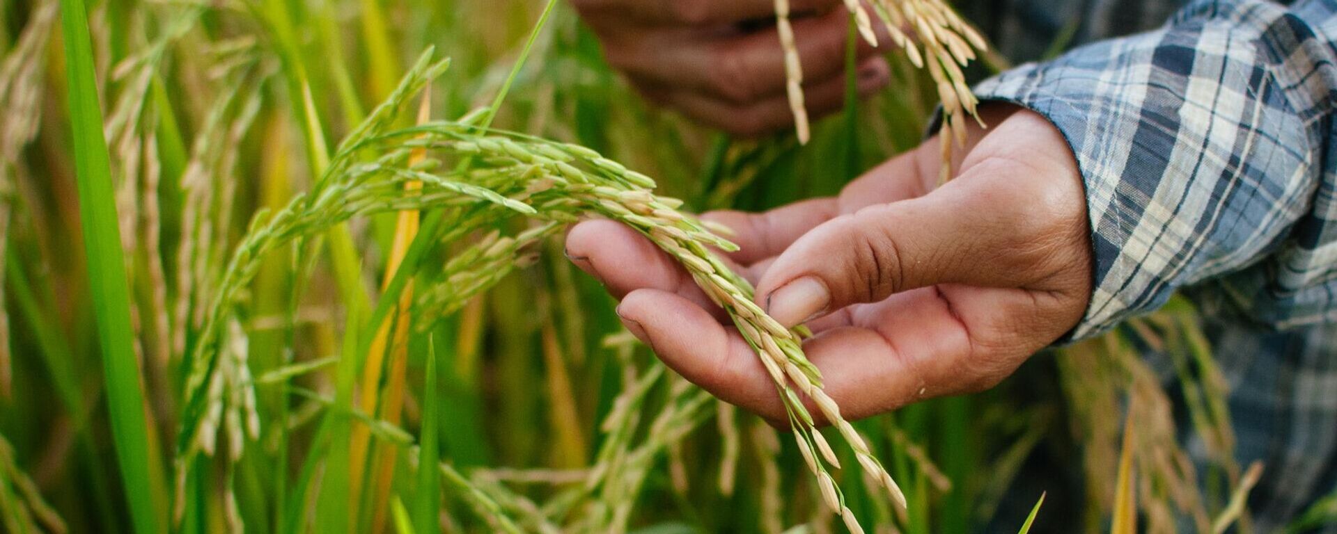 Un campesino - Sputnik Mundo, 1920, 30.03.2022