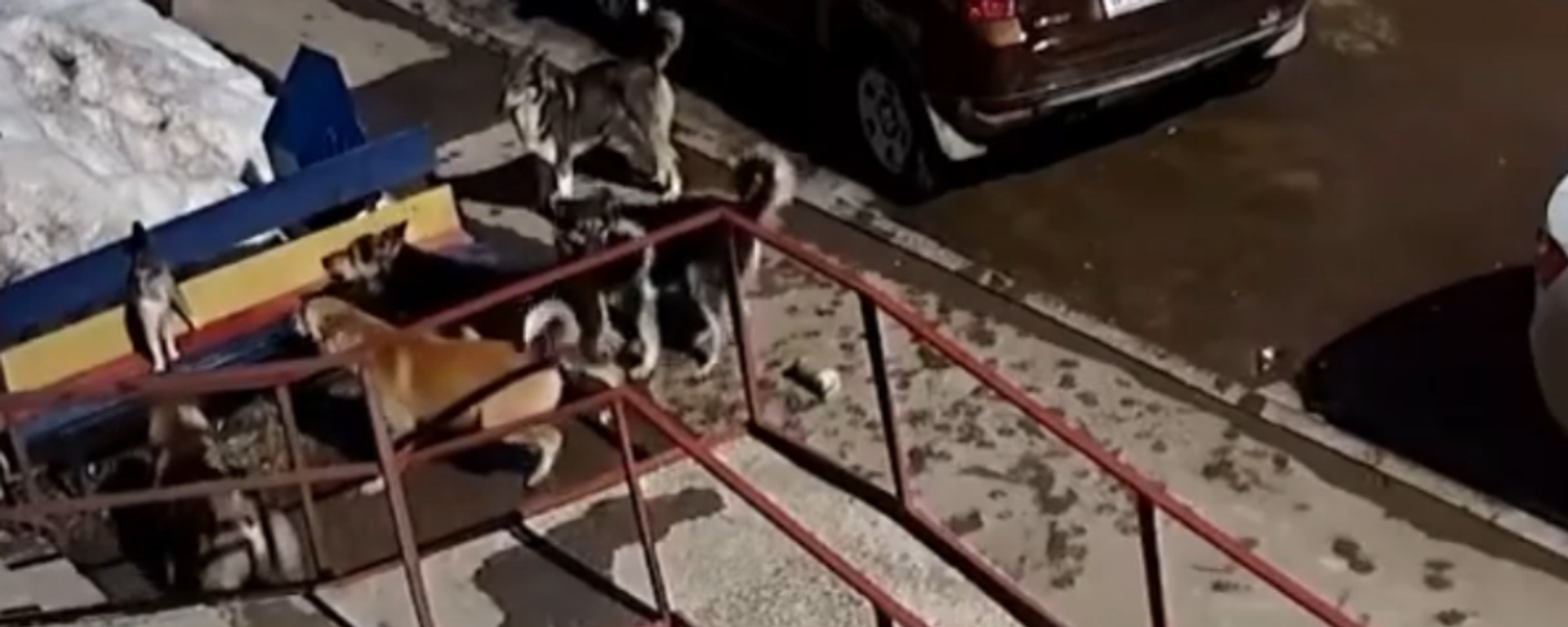 Un valiente gato se enfrenta a una jauría de 7 perros callejeros - Sputnik Mundo, 1920, 03.04.2021