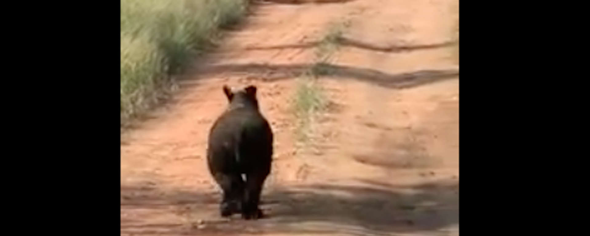 Bebé rinoceronte salta de la emoción (captura de pantalla) - Sputnik Mundo, 1920, 07.04.2021
